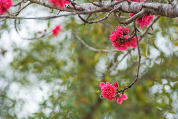 Beautiful pink and white peach blossoms during spring time with branches