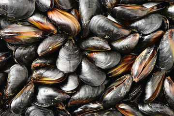 mussel background