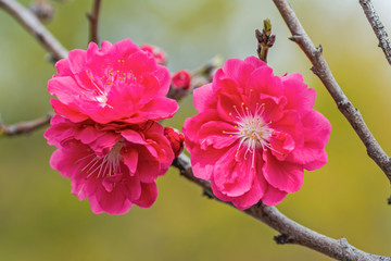 Beautiful pink and white peach blossoms during spring time with branches