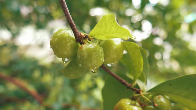 gree acerolas tree