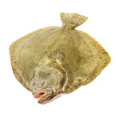 Psetta maxima (Turbot Fish) on white background