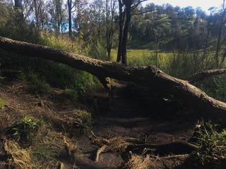 a tree collapsed blockig the road to savanna mountain lawu central java