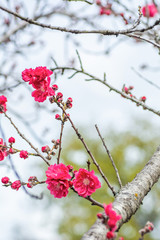 Beautiful pink and white peach blossoms during spring time with branches