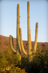 Obraz premium Pair of saguaro cactus in warm sunset light