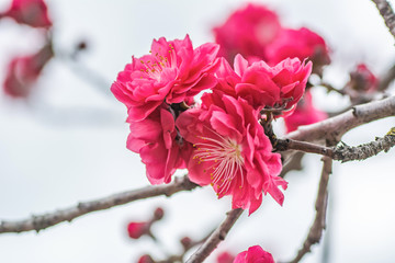 Beautiful pink and white peach blossoms during spring time with branches