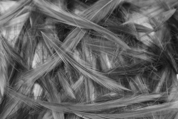 Beautiful abstract colorful black and white feathers on white background and soft gray feather texture on white pattern and gray background. black feather texture
