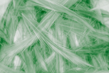 Beautiful abstract white and green feathers on white background and colorful soft light green yellow and white feather texture pattern, green background