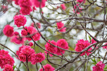 Beautiful pink and white peach blossoms during spring time with branches