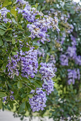 Purple wisteria cluster blooms flower in southern USA gardens in springtime
