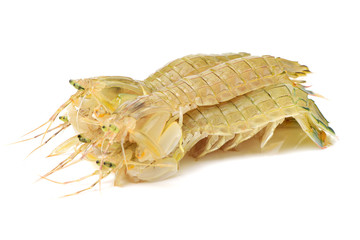 Mantis Shrimp on the white background