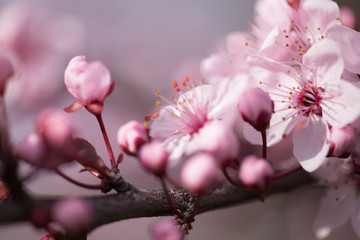 almonds tree  flowes on a twing bee blured background in spring season day