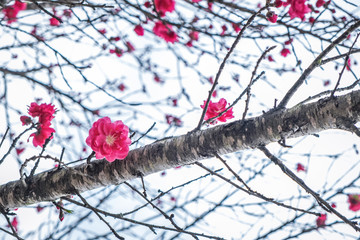 Pink and white peach blossoms on roadside in spring