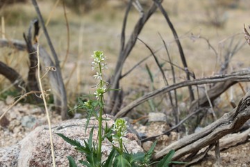 Barely catching your eye near the ground as Spring in Joshua Tree National Park lights up the Southern Mojave Desert is annual native Caulanthus Lasiophyllus, California Mustard.