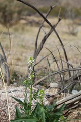 Barely catching your eye near the ground as Spring in Joshua Tree National Park lights up the Southern Mojave Desert is annual native Caulanthus Lasiophyllus, California Mustard.
