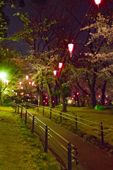 Obraz premium 飛鳥山公園のライトアップされた桜