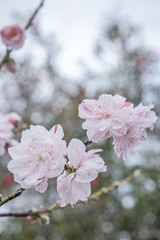 Pink and white peach blossoms on roadside in spring