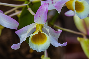 Dendrobium nobile Lindl., Beautiful rare wild orchids in tropical forest of Thailand.