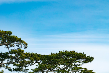 日本の松と青空　余白あり