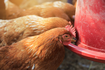 Organic chicken egg in local agriculture farm for health care living life 