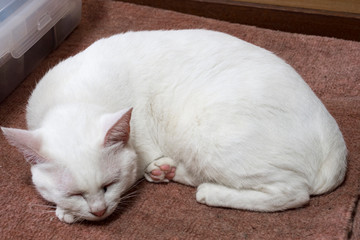 寝ている白猫