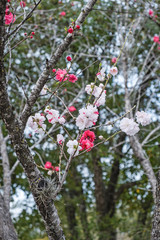 Pink and white peach blossoms on roadside in spring
