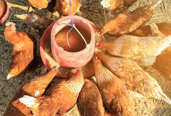 Organic chicken egg in local agriculture farm for health care living life 