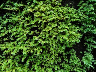 background of green leaves on the wall