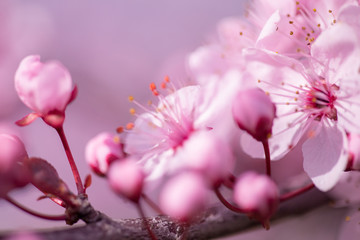 almonds tree  flowes on a twing bee blured background in spring season day