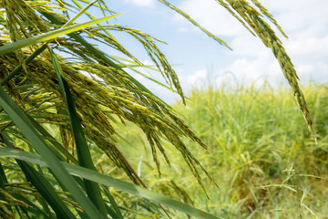 Ears of rice in fields.