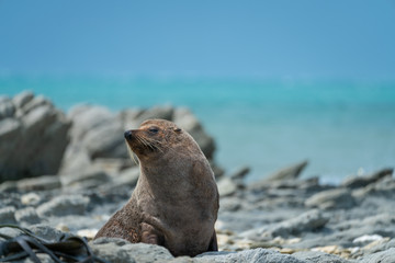 Seal sitting on rocks with ocean background