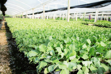 Organic vegetable in greenhouse.