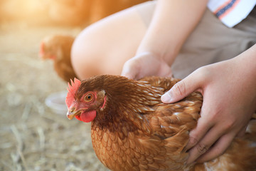 kid hand hold chicken in farm 