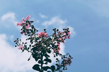 flowers on background of blue sky