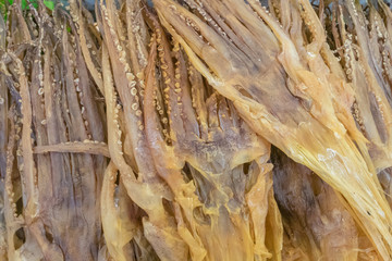 The close up of tasty dried squid seafood snack at fish market in Taipei, Taiwan.