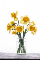 daffodils