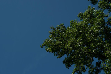 tree with a blue sky