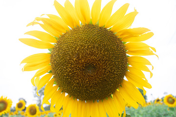 Sunflower. Bright sunny flower on the field. Sunflower seeds.Sunflower Closeup