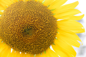 Sunflower. Bright sunny flower on the field. Sunflower seeds.Sunflower Closeup