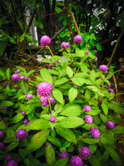 Green plants that grow in the home yard