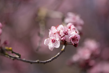 almonds tree  flowes on a twing bee blured background in spring season day