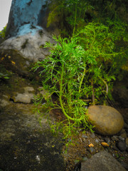 Green plants that grow in the home yard