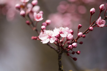 almonds tree  flowes on a twing bee blured background in spring season day
