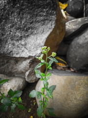Green plants that grow in the home yard