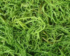 Laminaria (Kelp) Seaweed Isolated on White Background