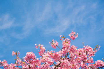 ピンク色の桜と青空