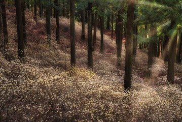 ミツマタ群生地