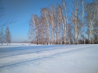 winter Sunny day in the forest snow drifts in the trees