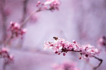 Obraz premium almonds tree flowes on a twing bee blured background in spring season day