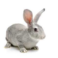 Obraz premium grey rabbit on a white background