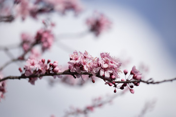 almonds tree  flowes on a twing bee blured background in spring season day